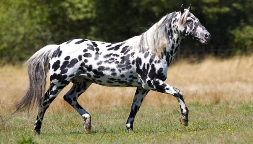 Appaloosa Leopard Coloured Horse